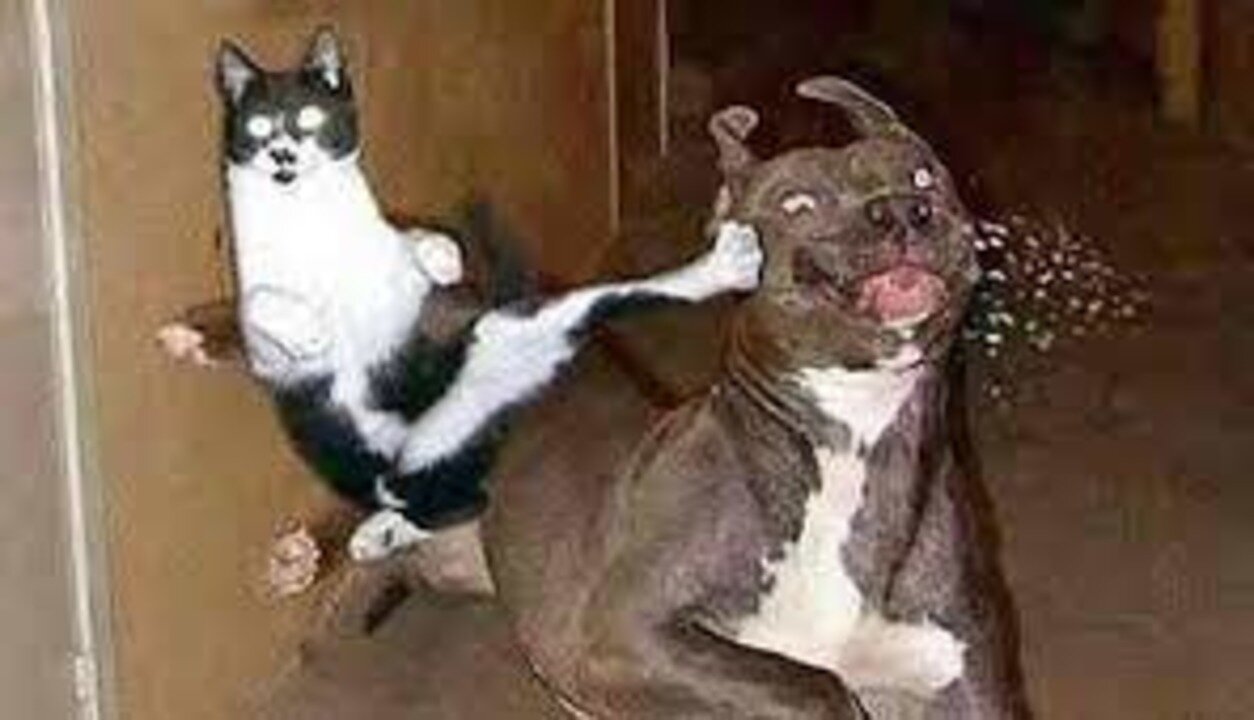 The funniest animals / Fun with cats and dog 2023 PART 2