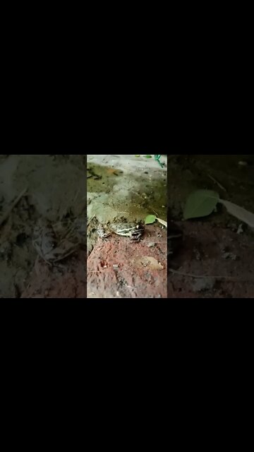 6 legged mysterious creature found #shorts #frog #alien