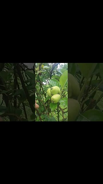 maçã macieira produzindo em clima quente variedades Eva Ana Julieta whatsapp para envio 21989297468