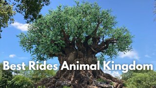 The 5 BEST RIDES in Animal Kingdom 2022