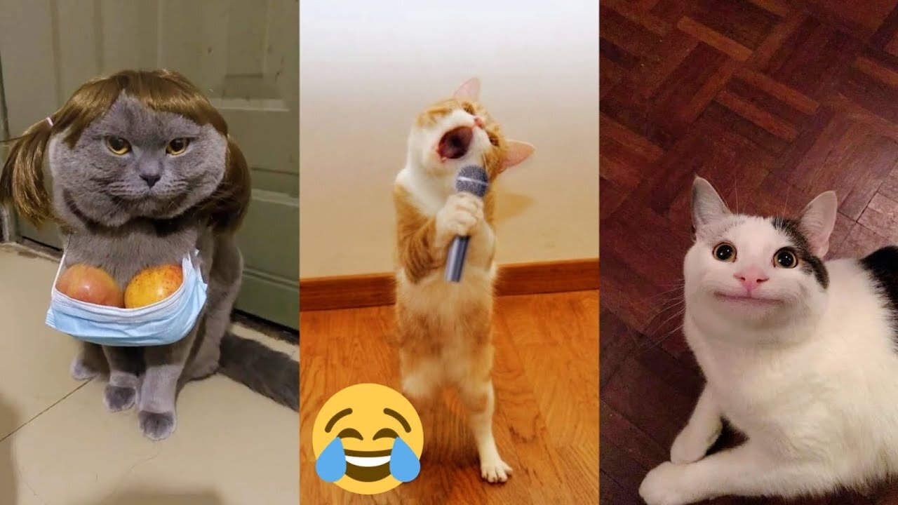 🤣Funniest Cats And Dogs Videos 2024 🤣 Try Not To Laugh Challenge 🤣😹🙀