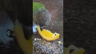 My bird eating an orange
