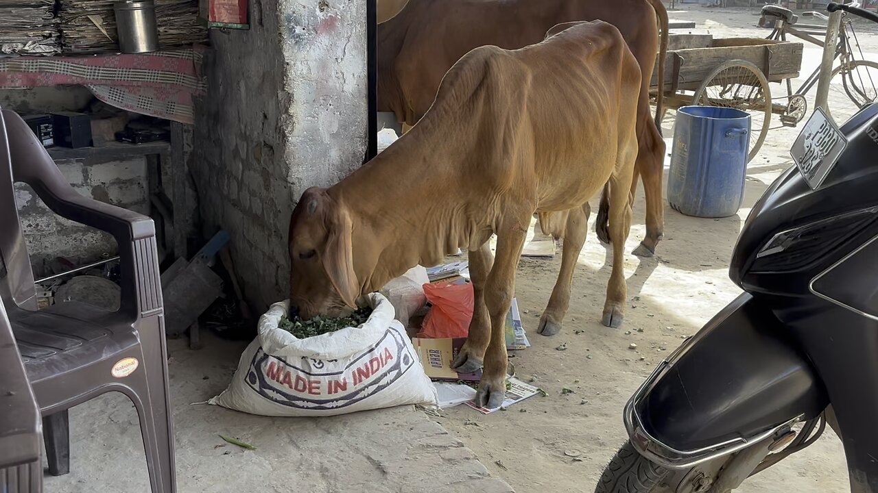 Gau Sewa