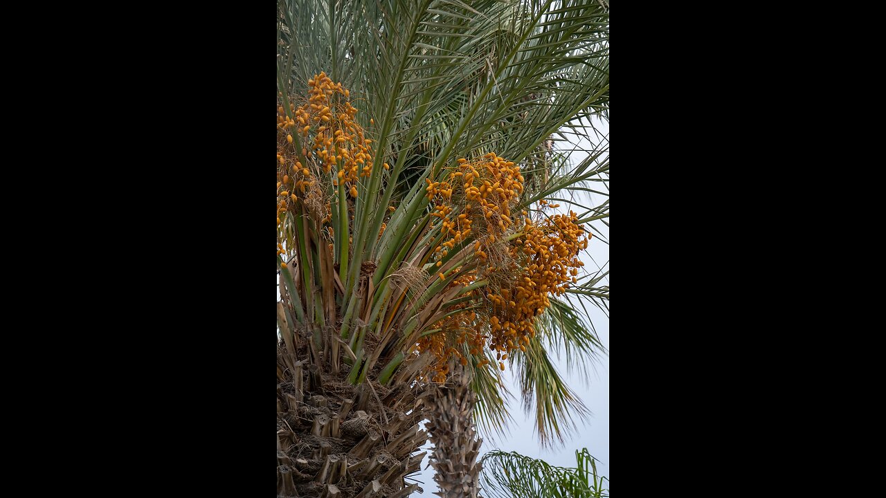 Date Farm in Madina (Suadi Arabia)