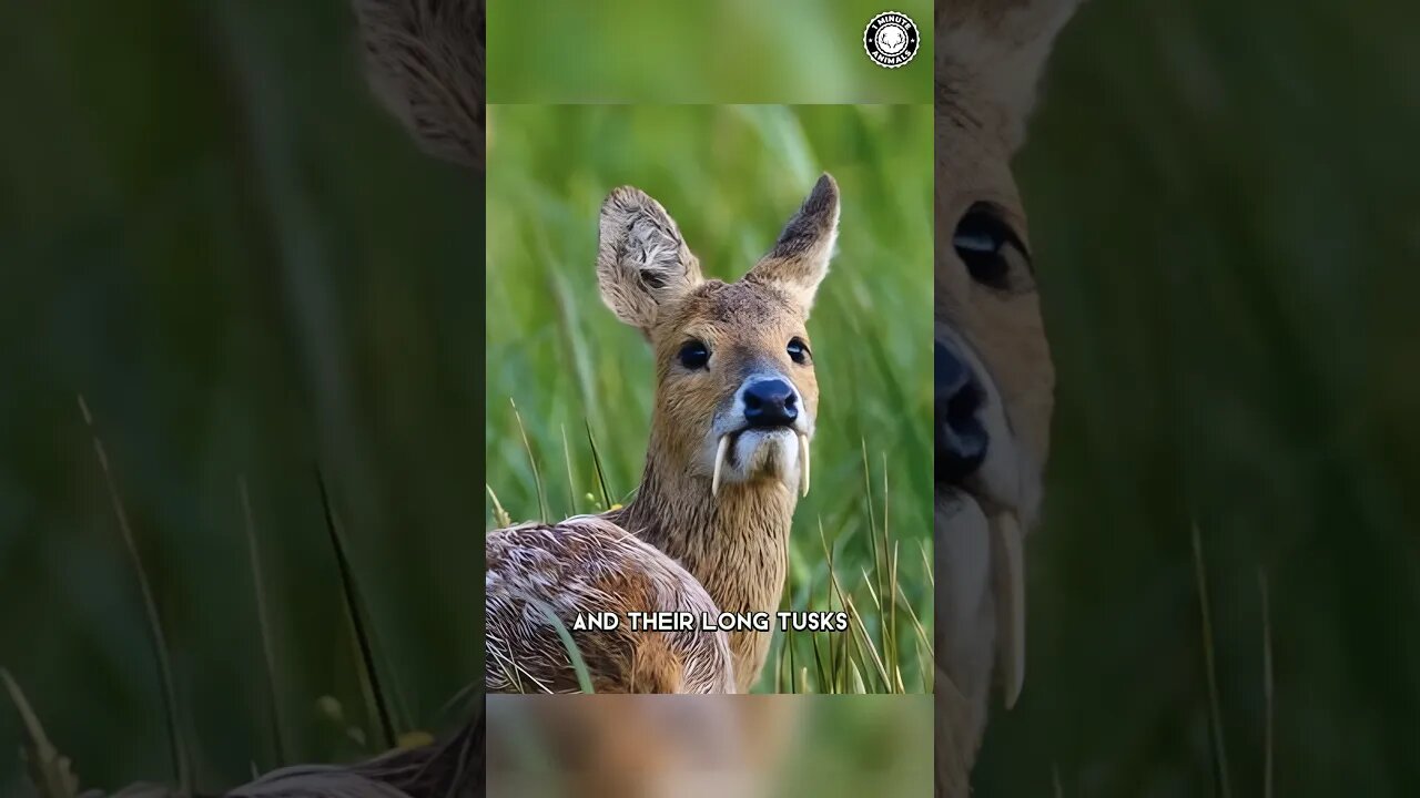 Chinese Water Deer 🦌 You Won't Believe Their Tusks!