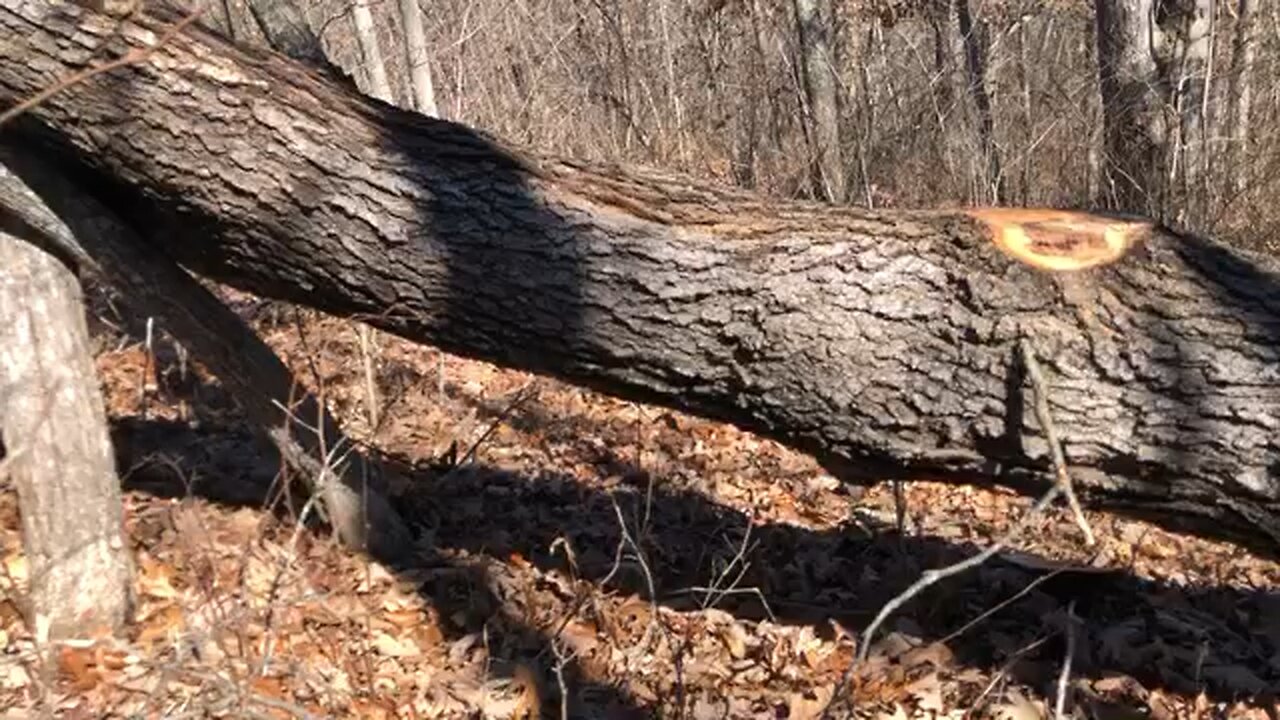 Bucking a log with top bind and no wedge