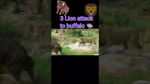 3 lion attack to buffalo #youtubeshorts #shorts #shortvideo