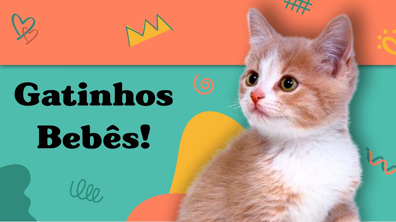 Gatinhos Bebês