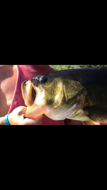 Monster bass on pink trick worm! SUBSCRIBE!!! #shorts