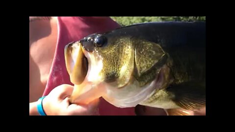 Monster bass on pink trick worm! SUBSCRIBE!!! #shorts