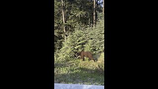 Big Sneaky Brown Bear