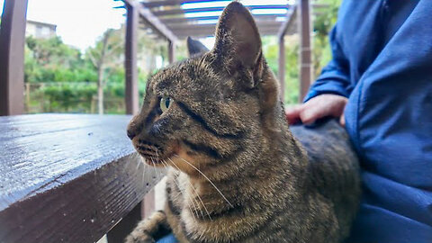 When the cat in the park sees my face, he jumps onto the table to be petted