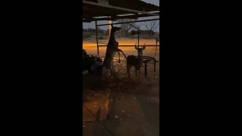 Hunter Captures Bizarre Video of Buck Trying to Mount Doe on Meat Pole