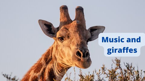 Music and giraffes