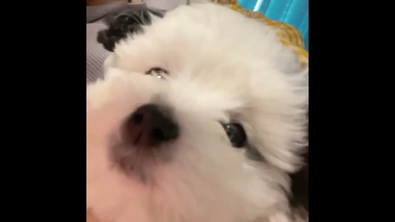 What is it like to have a puppy?