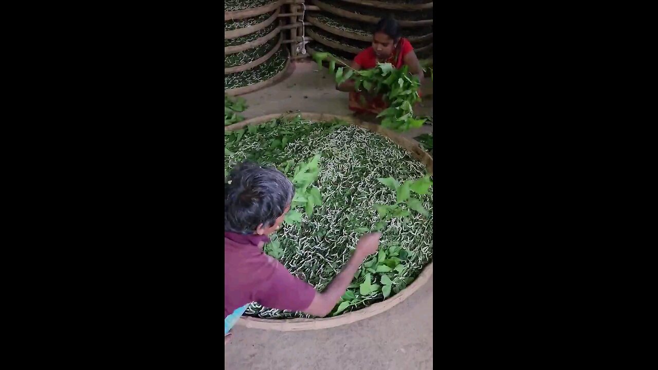 How silk is made from silkworms