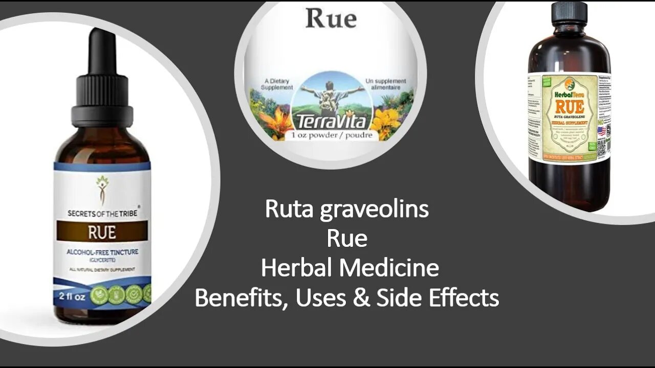 Rue Ruta graveolins Herbal Medicine Benefits, Uses & Side Effects