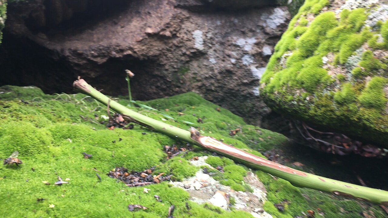 Bee Hive Between Boulders