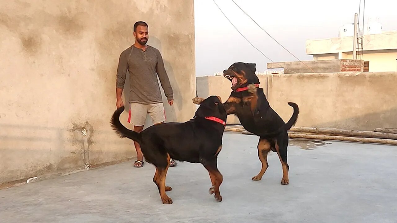 WWE between two dogs.🤣