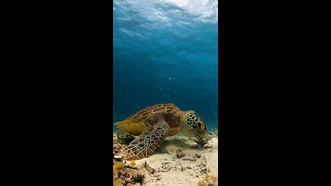 #Oceans turtle