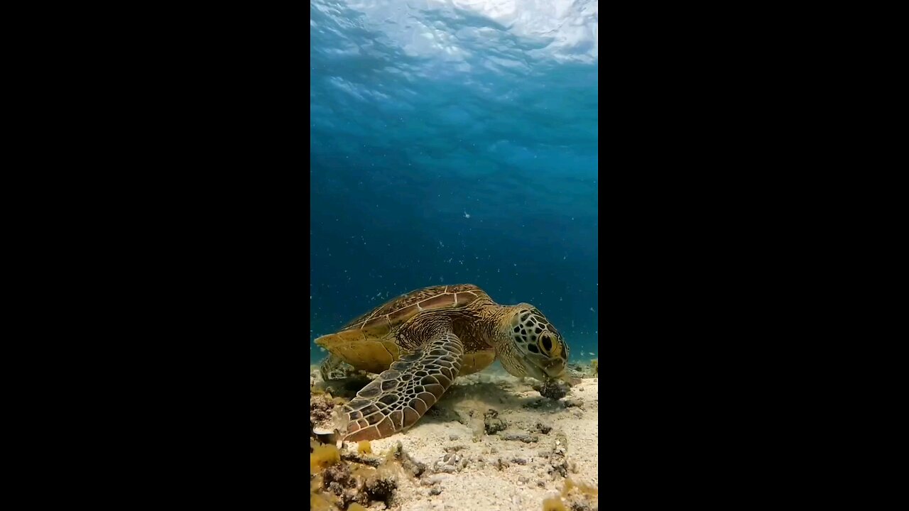 #Oceans turtle
