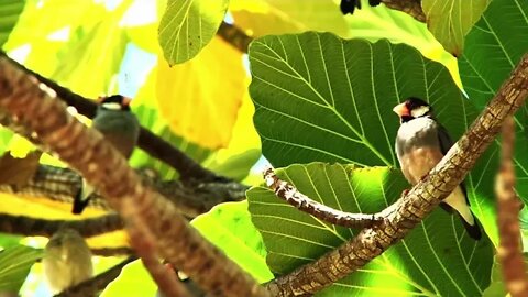 Tree Birds