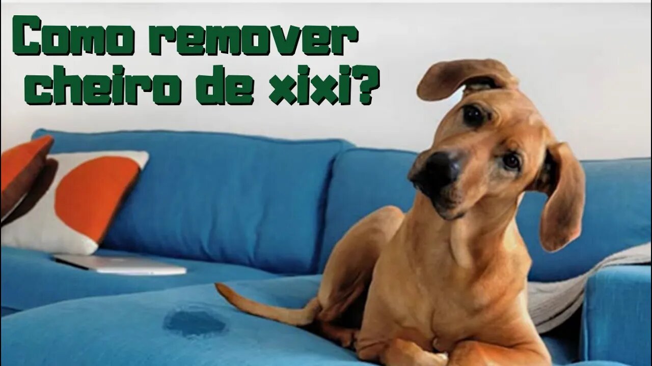 Como Remover Cheiro de Xixi [Limpeza de Estofados]