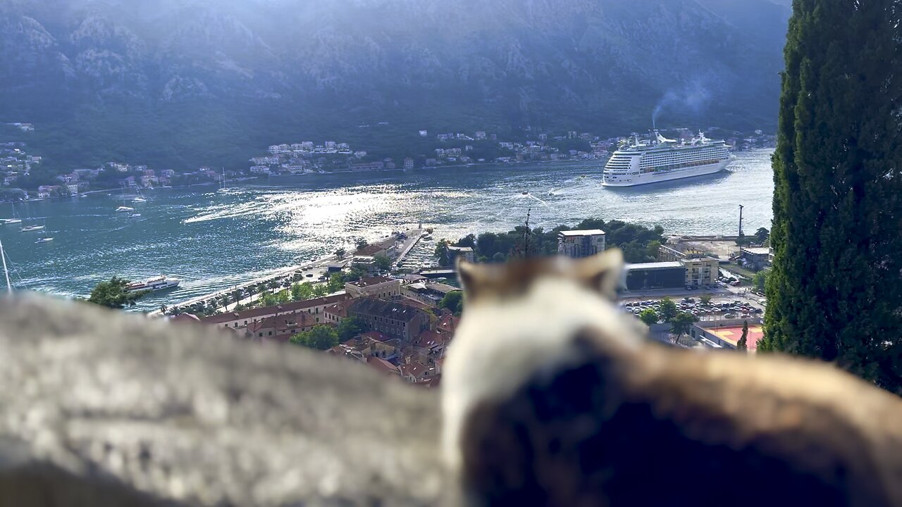 Cat takes a nap on the ledge