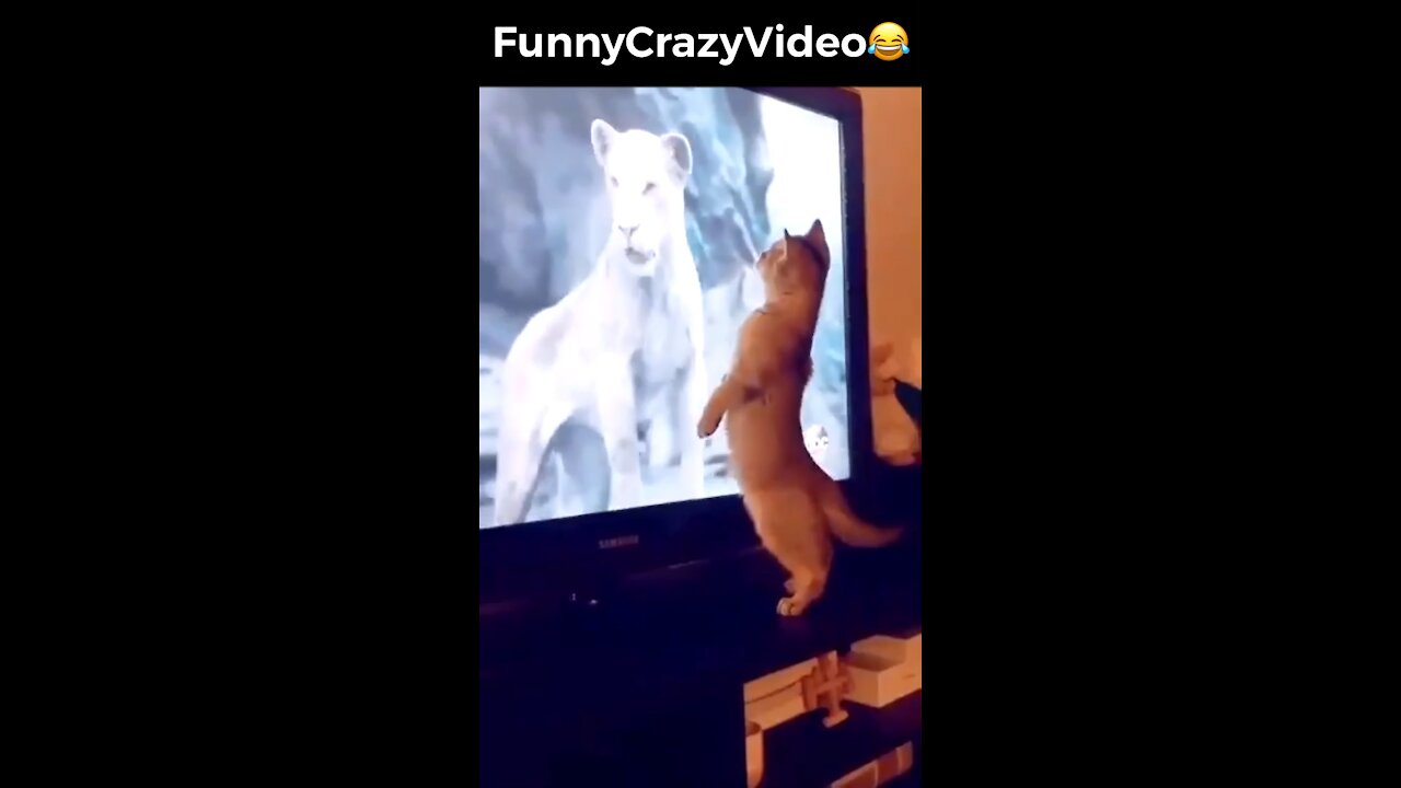 Mr FunnyCrazyVideo😂 Just Incredible Video Funny and Crazy #Like Follow for Follow 🥰