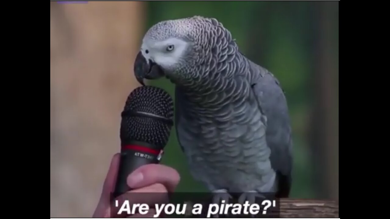 a parrot talking funny