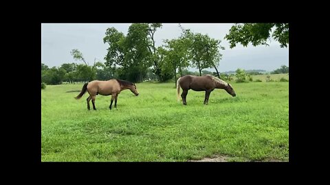 Update On New Horse Herd Dynamics - Day 6 Together - Working On Distance