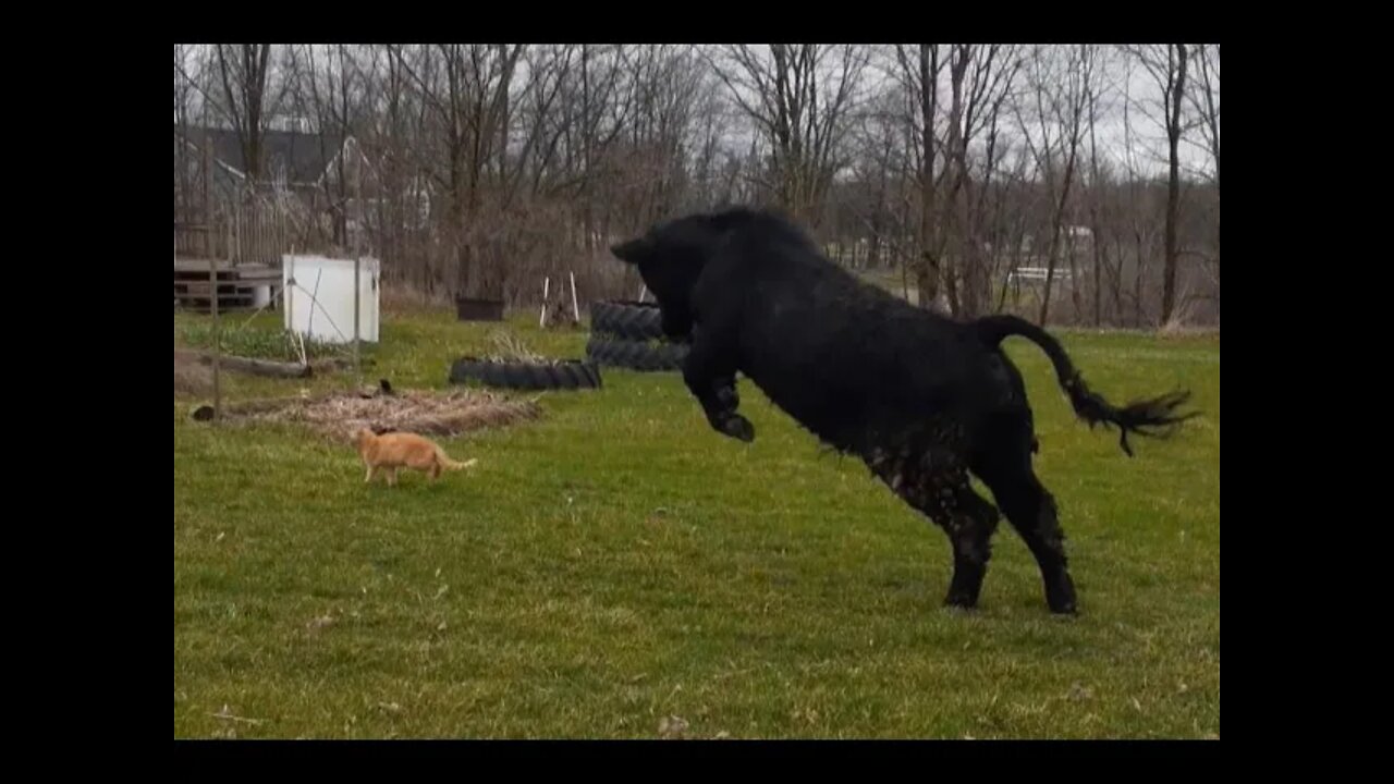 Bull chases barn cat