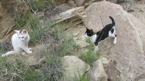 Our Cats #1: Pusspuss the Cat & Pasha the Cat Get Introduced to 'Rocks'