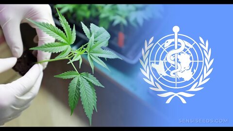 420 News with Video Matt