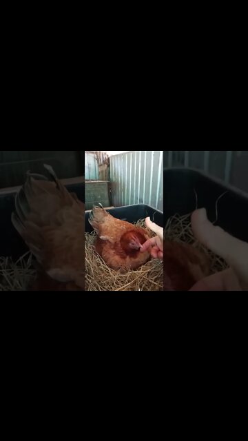 Good morning Forest she still has plenty to say