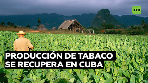 Cuba recupera la producción de tabaco afectada por el huracán y aumenta su exportación