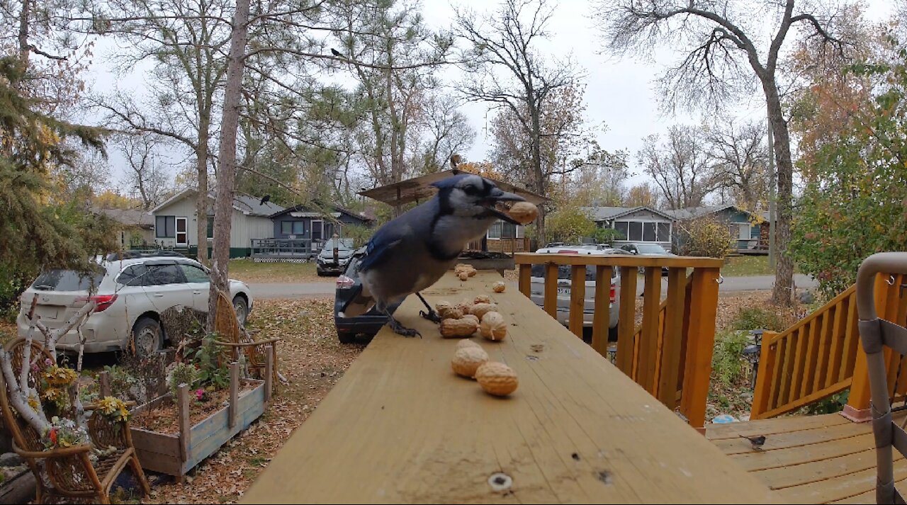 Blue Jays go nuts for peanuts