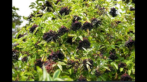 Elderberry