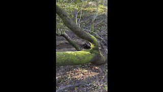 Tree Growing Sideways on Trail Boundary