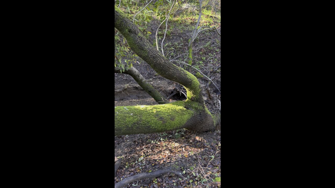 Tree Growing Sideways on Trail Boundary