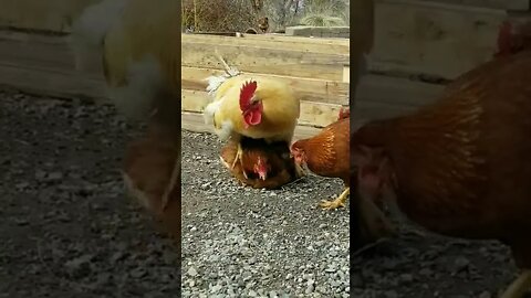 #chickens #rooster #homesteading #homesteadlife #farm #farmlife #farmanimals