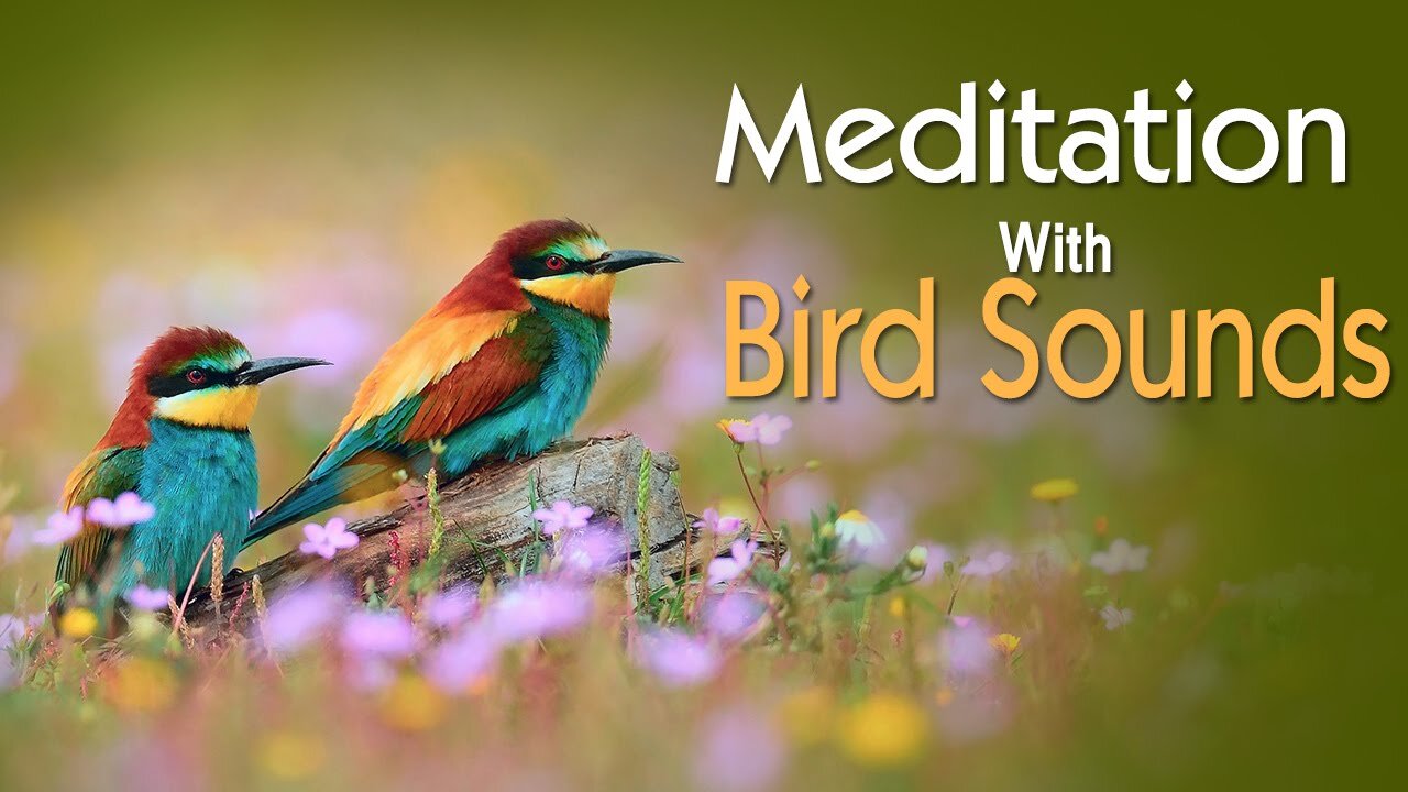 1 Hr. Rainforest Bird Sound Meditation, Relaxation