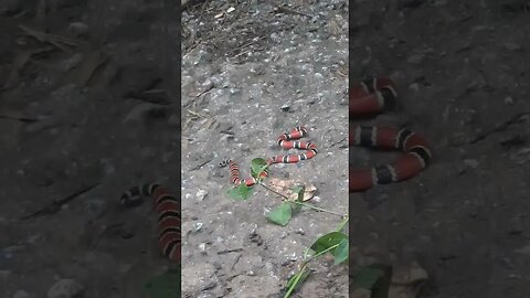 COBRA NA ESTRADA JOSE LOPES EM TAIPAS ZONA NORTE QUE TIPO DE COBRA É ESSA