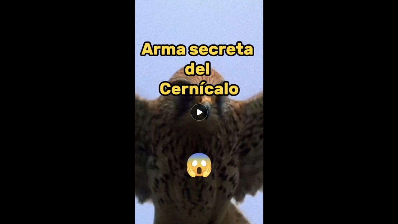 La supervisión es el arma secreta del cernícalo