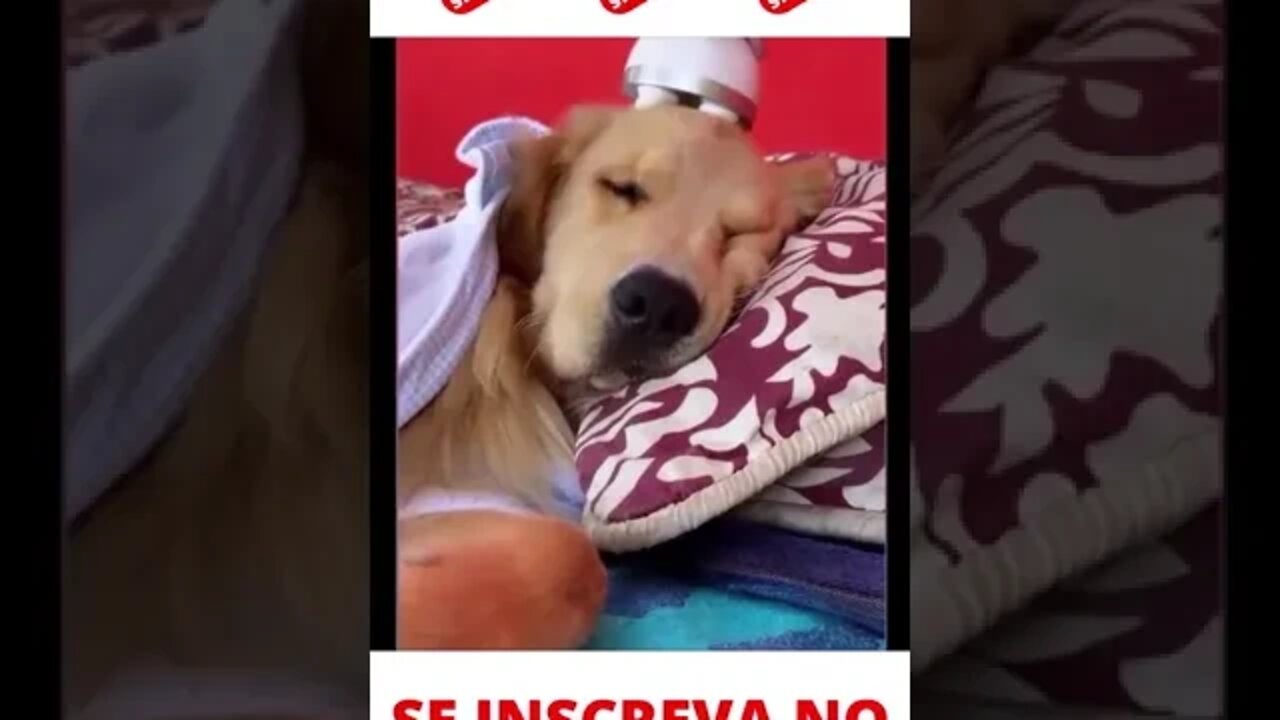 Cachorro ganhando massagem #shorts