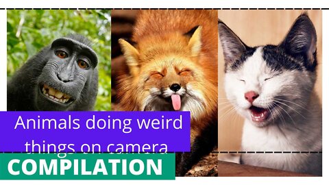 Animals caught on camera doing weird stunts