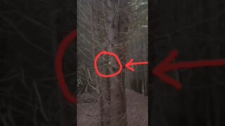 While editing I noticed an apple on a branch of a Cedar as I approached the tree structures. Weird!