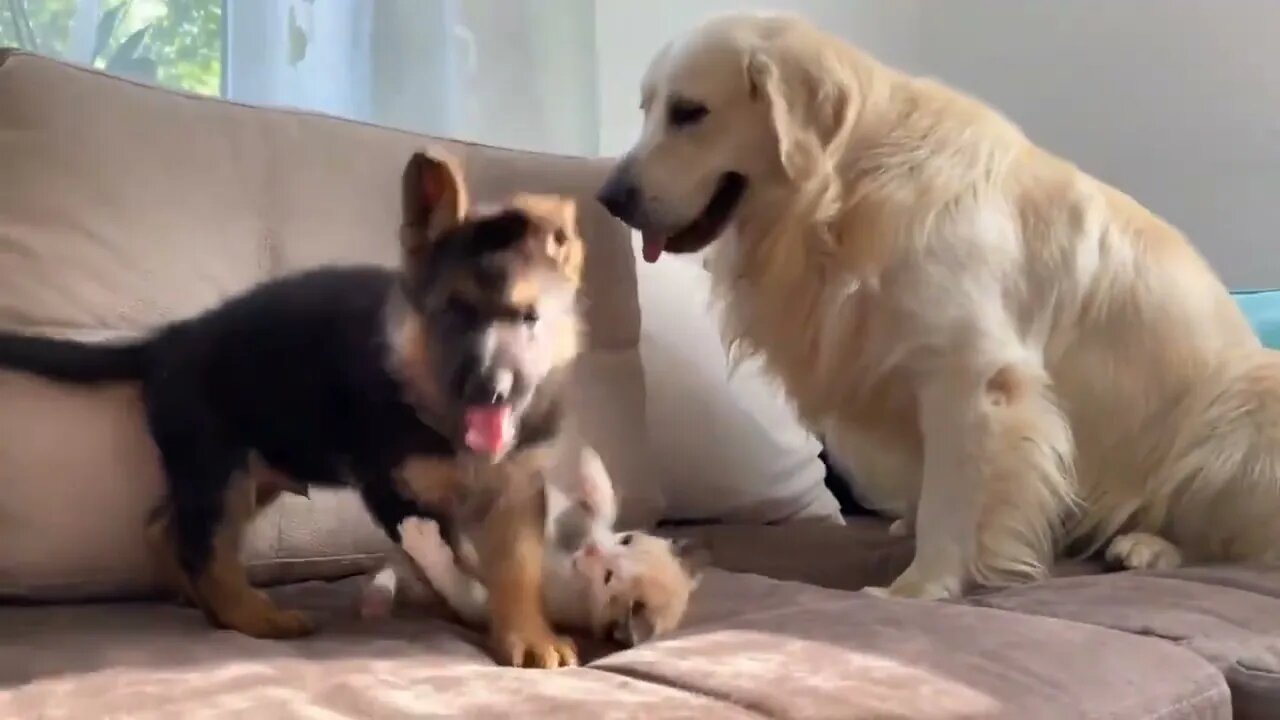 German Shepherd Puppy and Kitten Playing #shorts