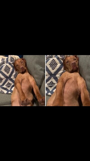 Vizsla puppy sleeps in totally awkward position