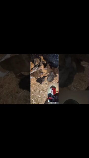 New Ducks in the Brooder